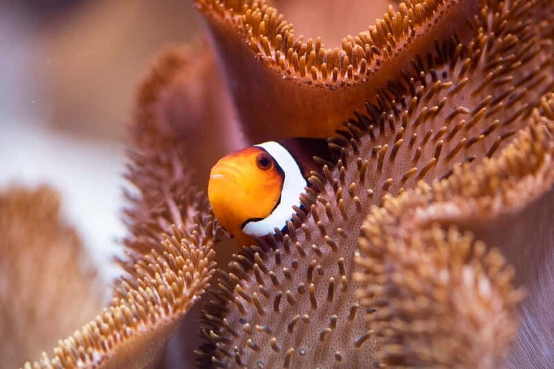 Munich: Day Ticket to Sea Life - Sea Life Munich at Olympiapark: what your day ticket gives you