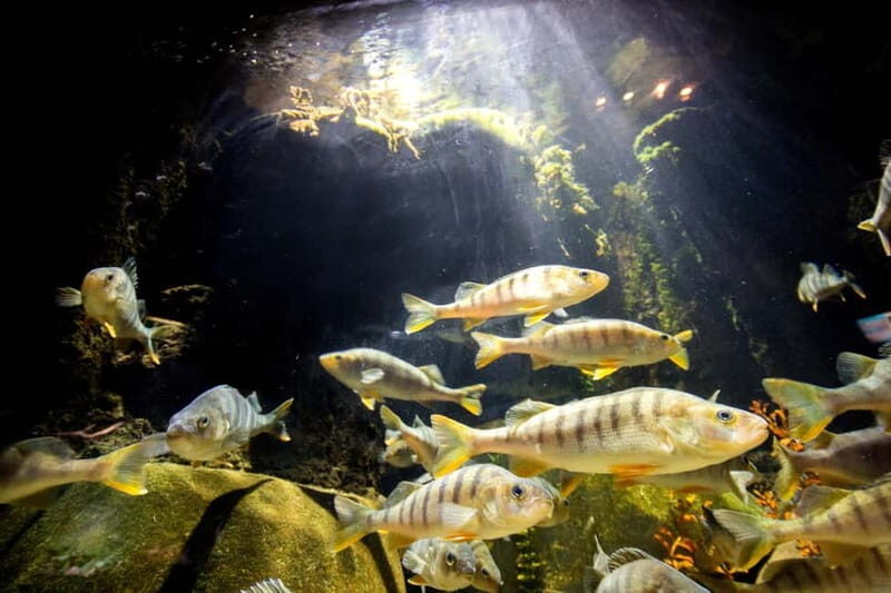 Munich: Day Ticket to Sea Life - Feeding shows and what aquarists tell you in plain language