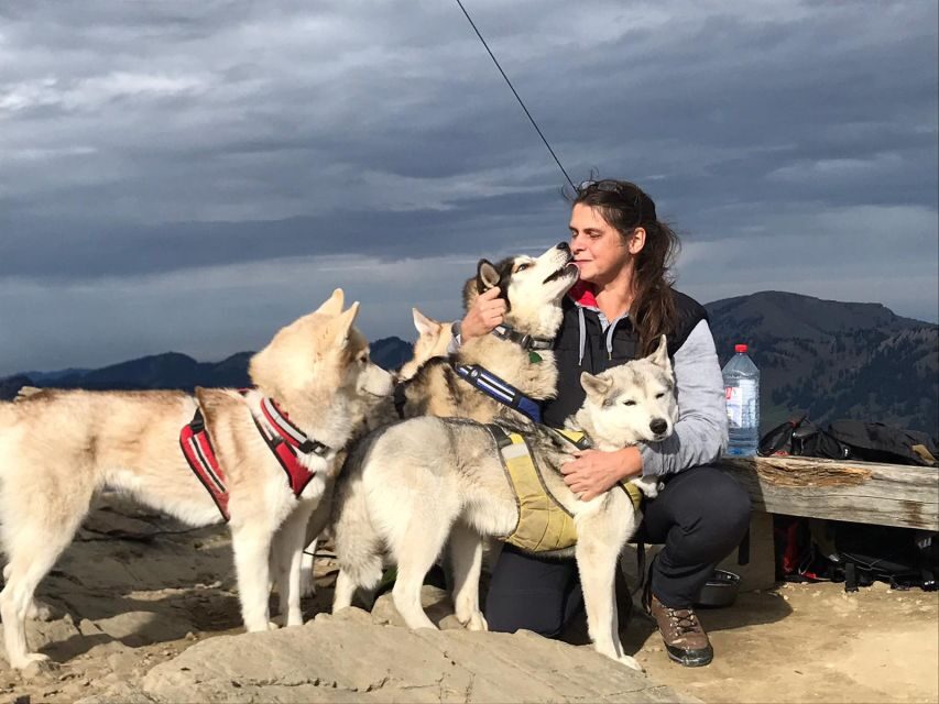 Unterallgäu: Wiedergeltingen Guided Hike with Huskies - Meeting Your Husky Partner at Kennel DingoCasabel