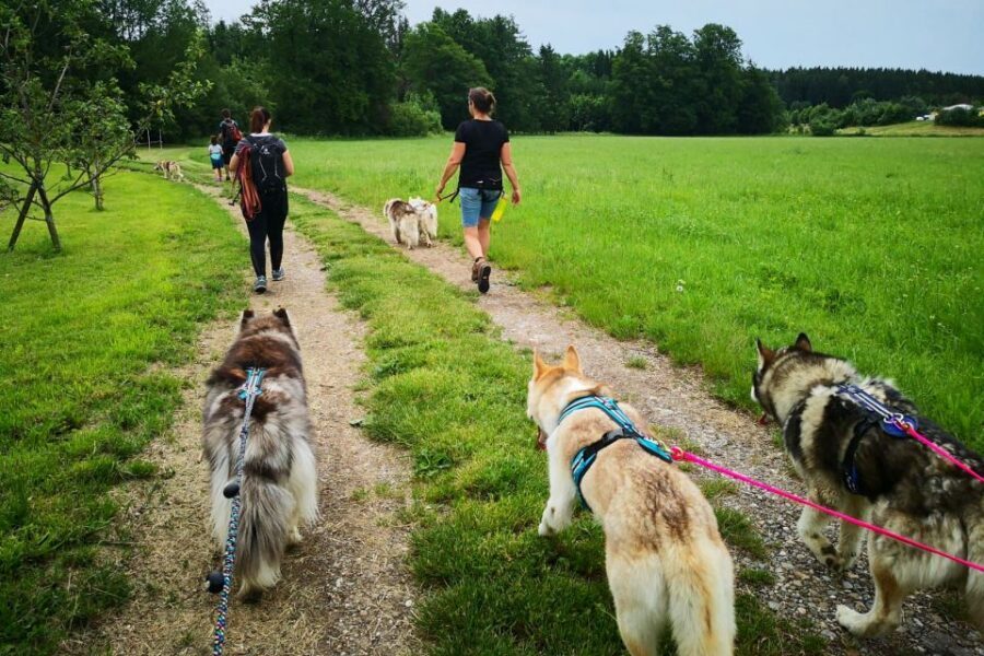 Unterallgäu: Wiedergeltingen Guided Hike with Huskies - The 210-Minute Hike: Unterallgäu Views and Forest Air