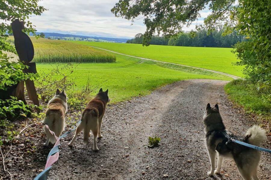Unterallgäu: Wiedergeltingen Guided Hike with Huskies - What’s Actually Included (and Why It Adds Value)
