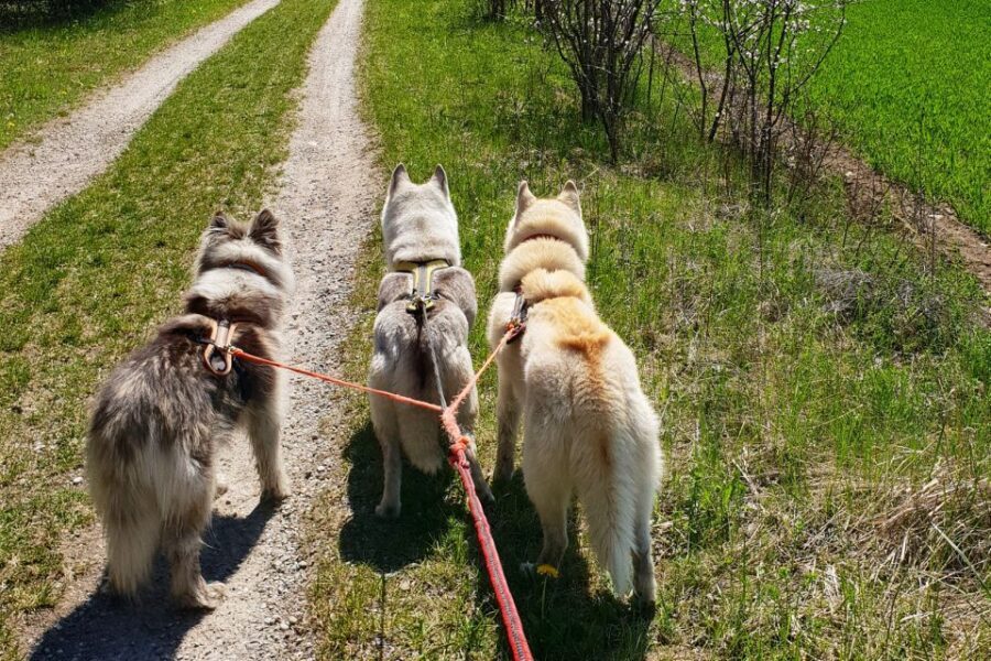 Unterallgäu: Wiedergeltingen Guided Hike with Huskies - Practical Packing Tips That Keep the Day Easy
