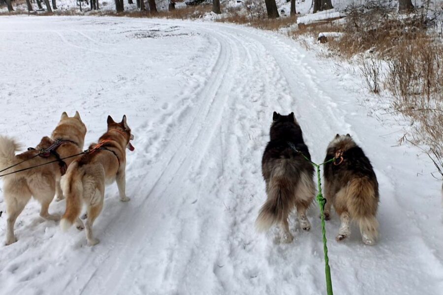 Unterallgäu: Wiedergeltingen Guided Hike with Huskies - Price, Logistics, and the Big Question: Is It Worth $77?
